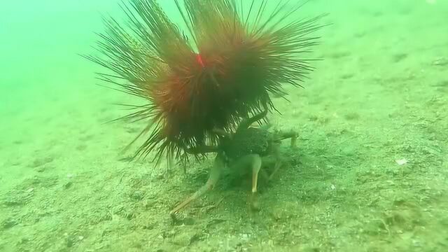 史上最聪明的螃蟹 背着海胆组成最强防御