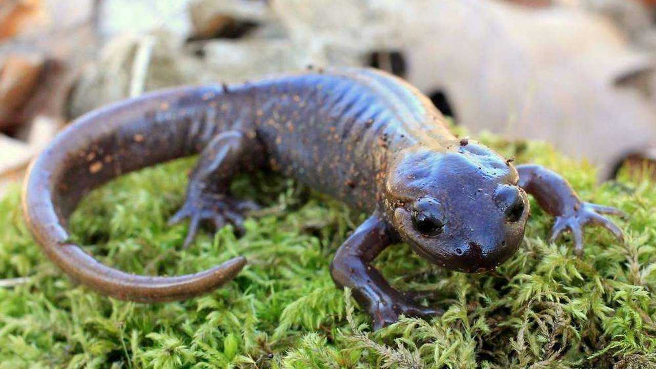 蝾螈古老的两栖动物又叫做娃娃鱼