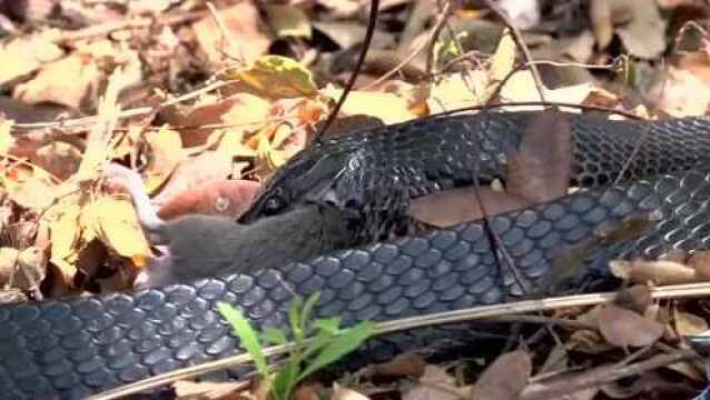 蛇吃老鼠还是老鼠吃蛇?黑曼巴蛇吞吃老鼠全过程!