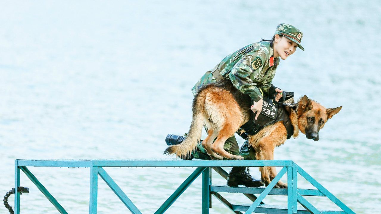 奇兵神犬综艺图片