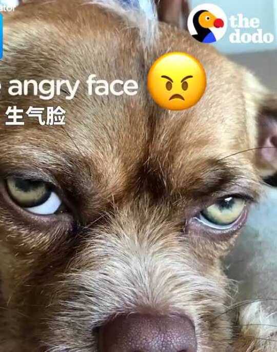 过来狗爷告诉你什么叫行走的表情包