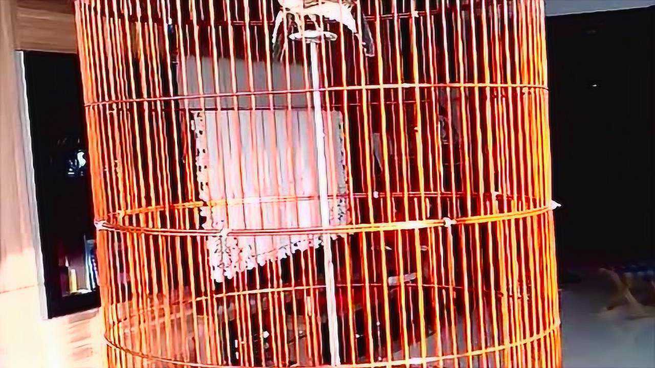 笼内百灵鸟-视频