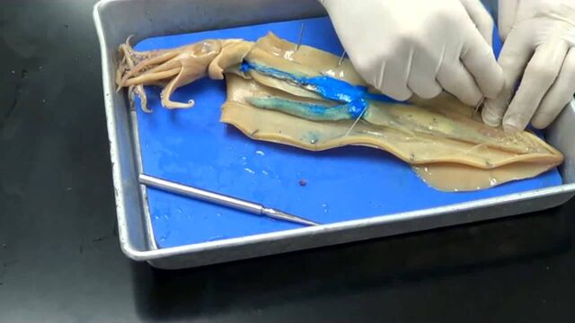 解剖一只鱿鱼!肚子里的蓝色东西是什么?