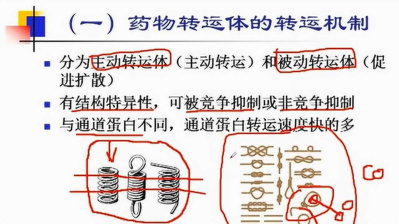 生物药剂学--药物转运体_高清