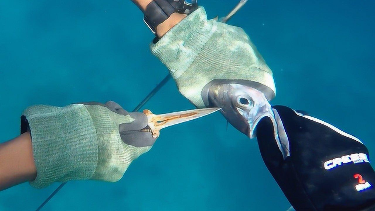 菲律宾自由潜鱼枪捕鱼