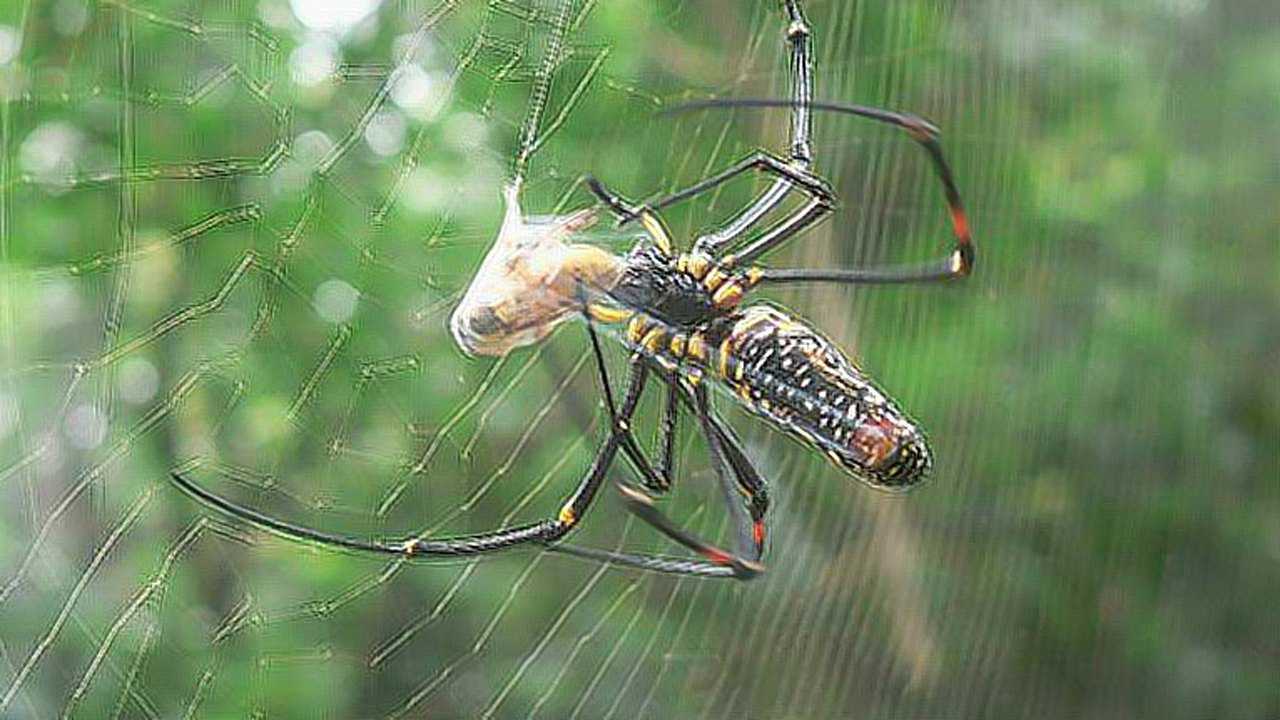 动物世界:蜘蛛织网并捕食