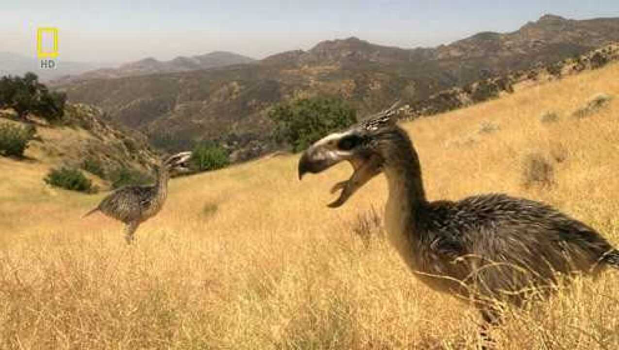 几百万年前,称霸了6千万年的恐鸟灭绝了,是什么原因导致的呢?_高清1080P在线观看平台_腾讯视频