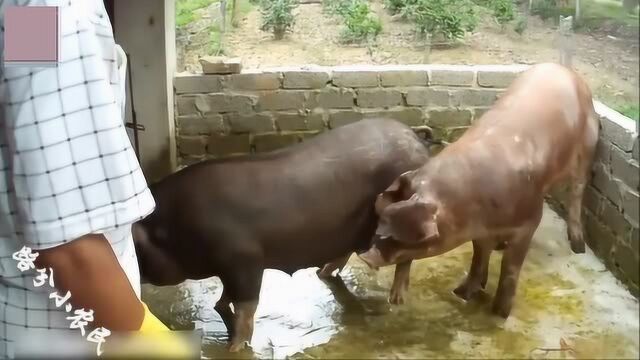 大公猪和小母猪
