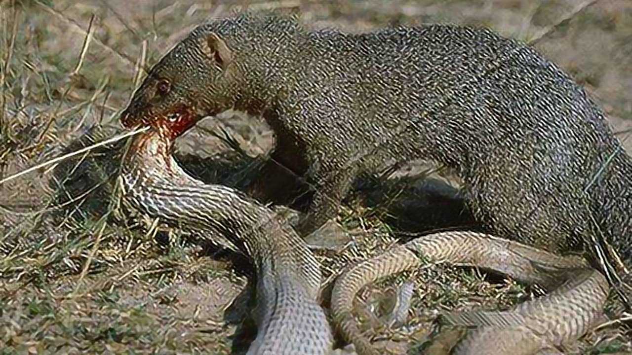 眼镜蛇大战天敌蛇獴