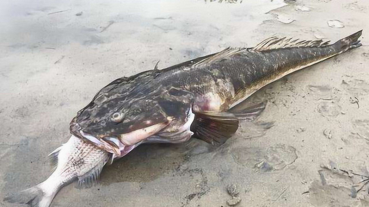 巨型扁头鱼纵横江湖近20年 被小鱼噎死死不瞑目