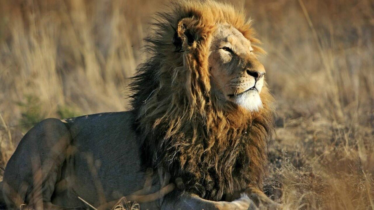 超激烈狮子捕食豹子场面猎手与猎手的终极对决