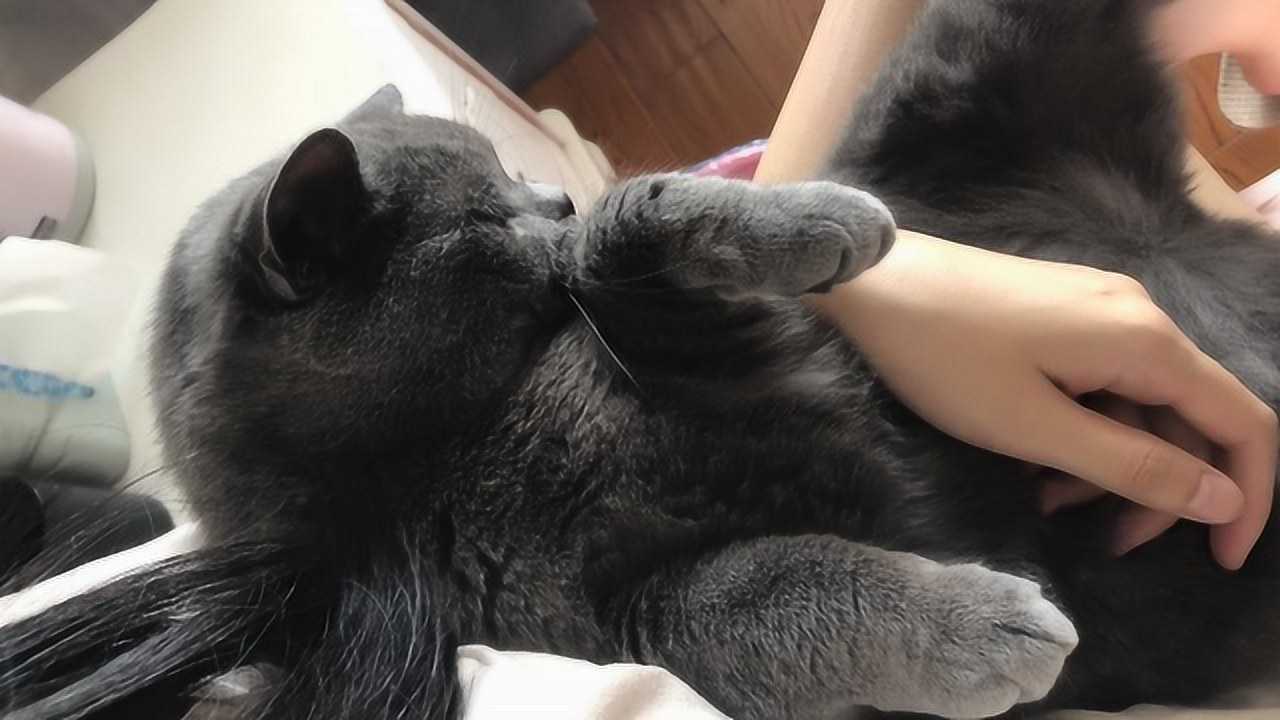 胖乎乎的英短蓝猫被主人抱在怀里太可爱了