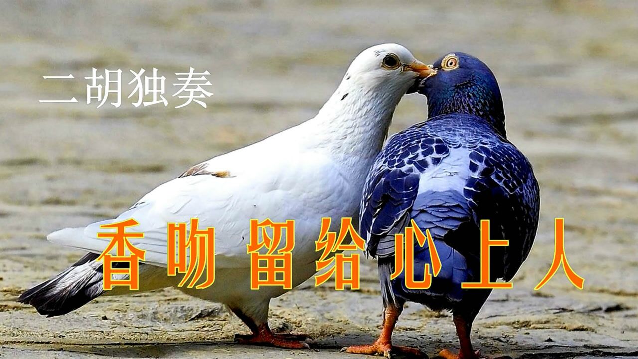 香吻留给心上人 二胡独奏