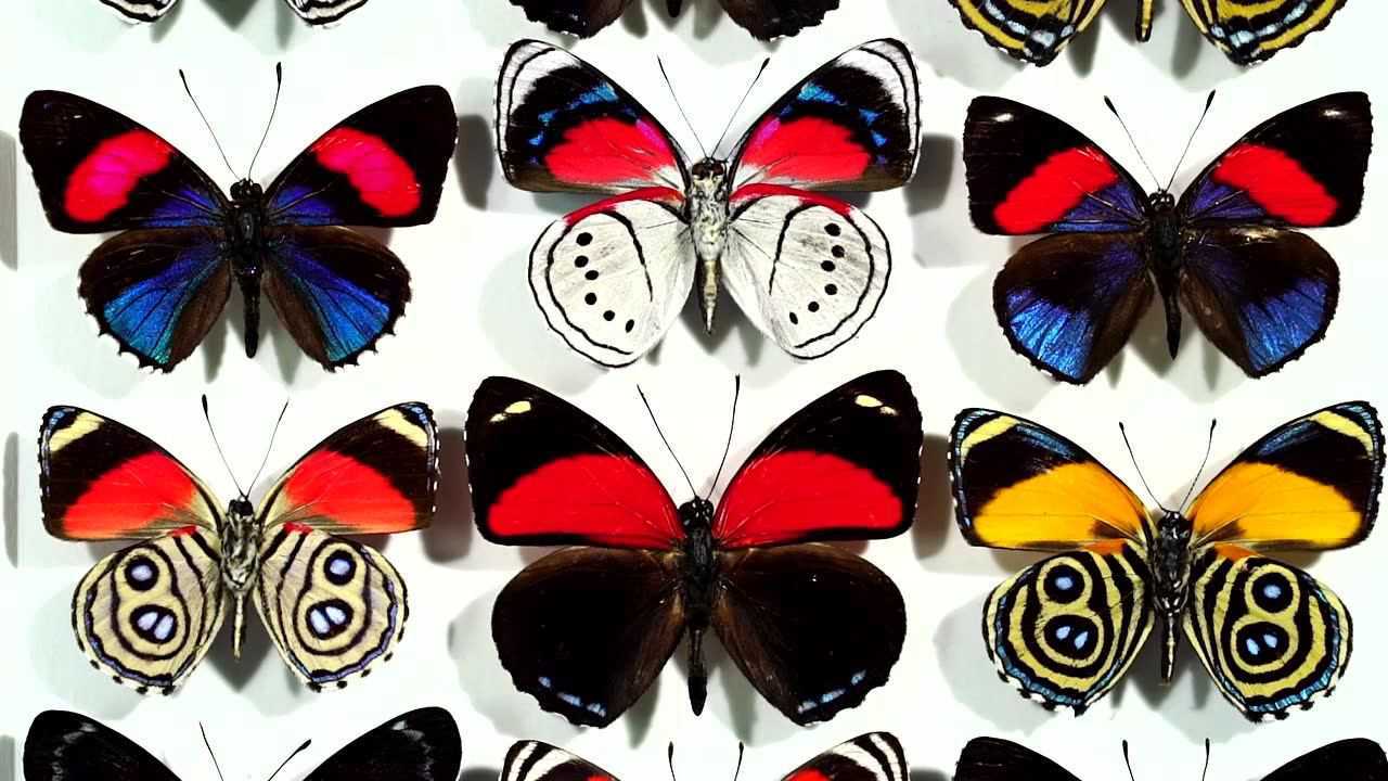 callicore alternate 88蝶