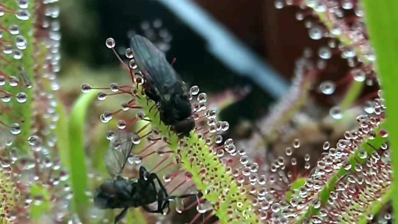 给盆栽的茅膏菜喂食苍蝇,茅膏菜原来是这样抓住小昆虫的