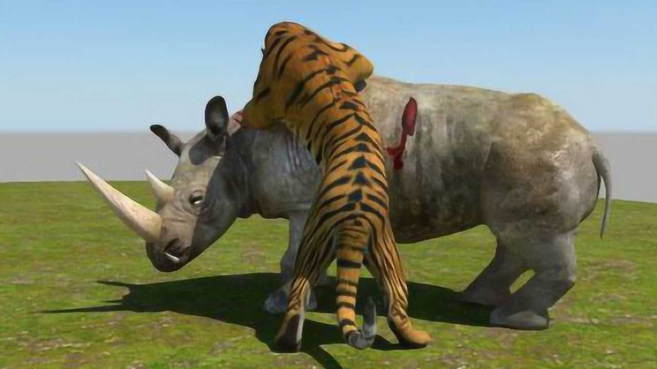 老虎单挑一头犀牛,绝对难得一见的场面