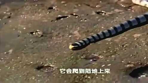 动物世界 亚洲最致命的蛇