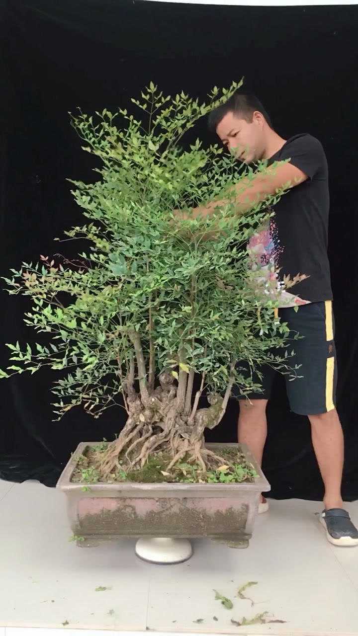 对于南天竹不知道怎么修剪的朋友请进