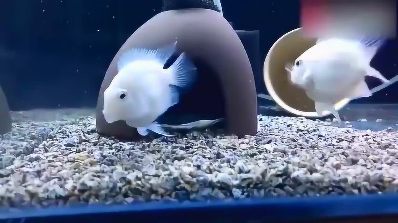 分享一对白色的迷你鹦鹉鱼各位看一下状态是不是很不错