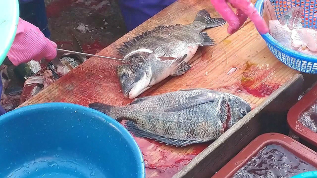 生猛黑鯛魚,放血起肉,這魚比黃鰭鯛還好吃!