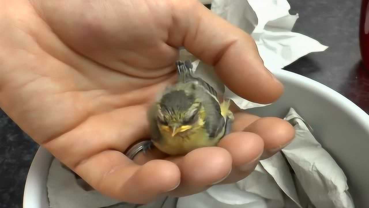 刚出壳的小麻雀失去妈妈,没食物吃快饿死了,怎么办啊