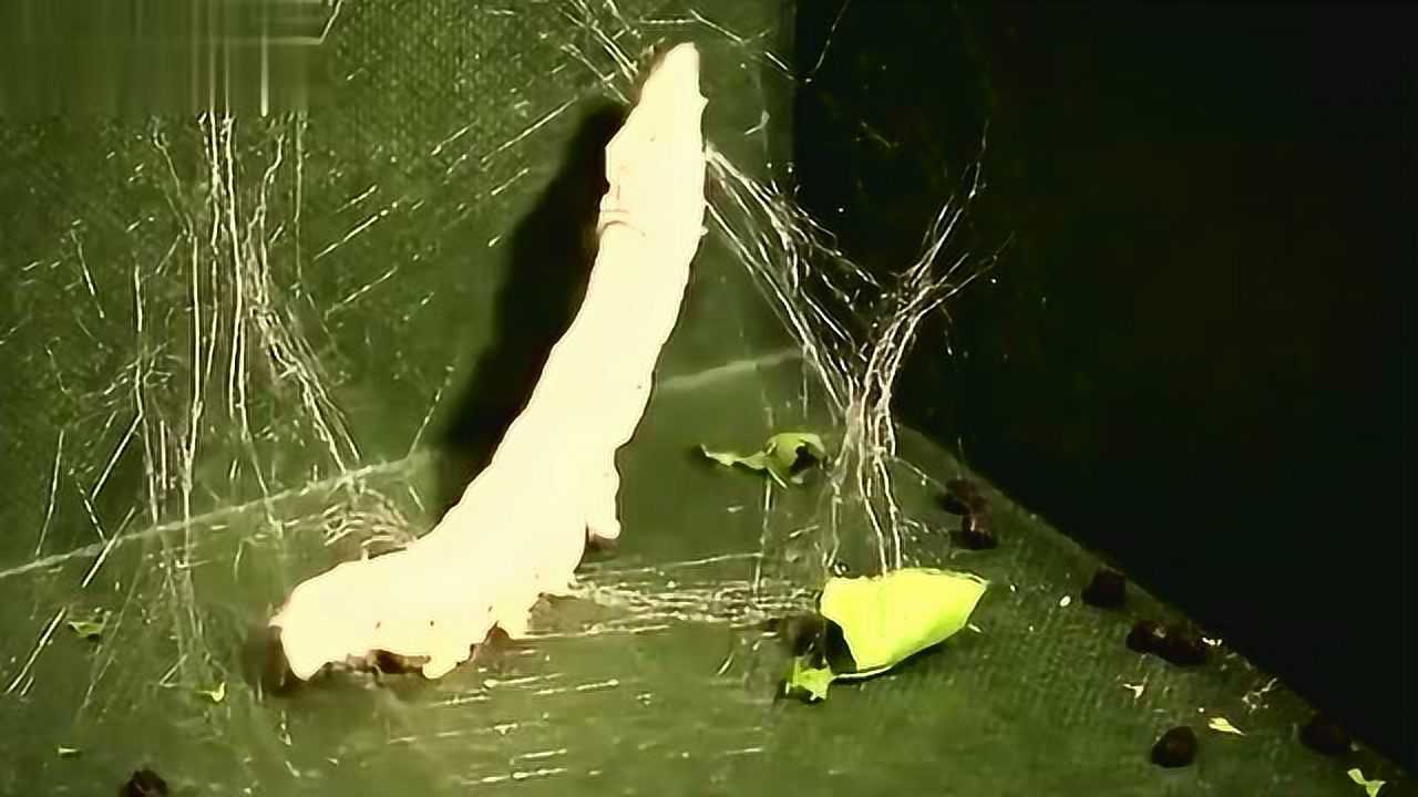 实拍:蚕吐丝结蛹过程!_高清1080P在线观看平台_腾讯视频