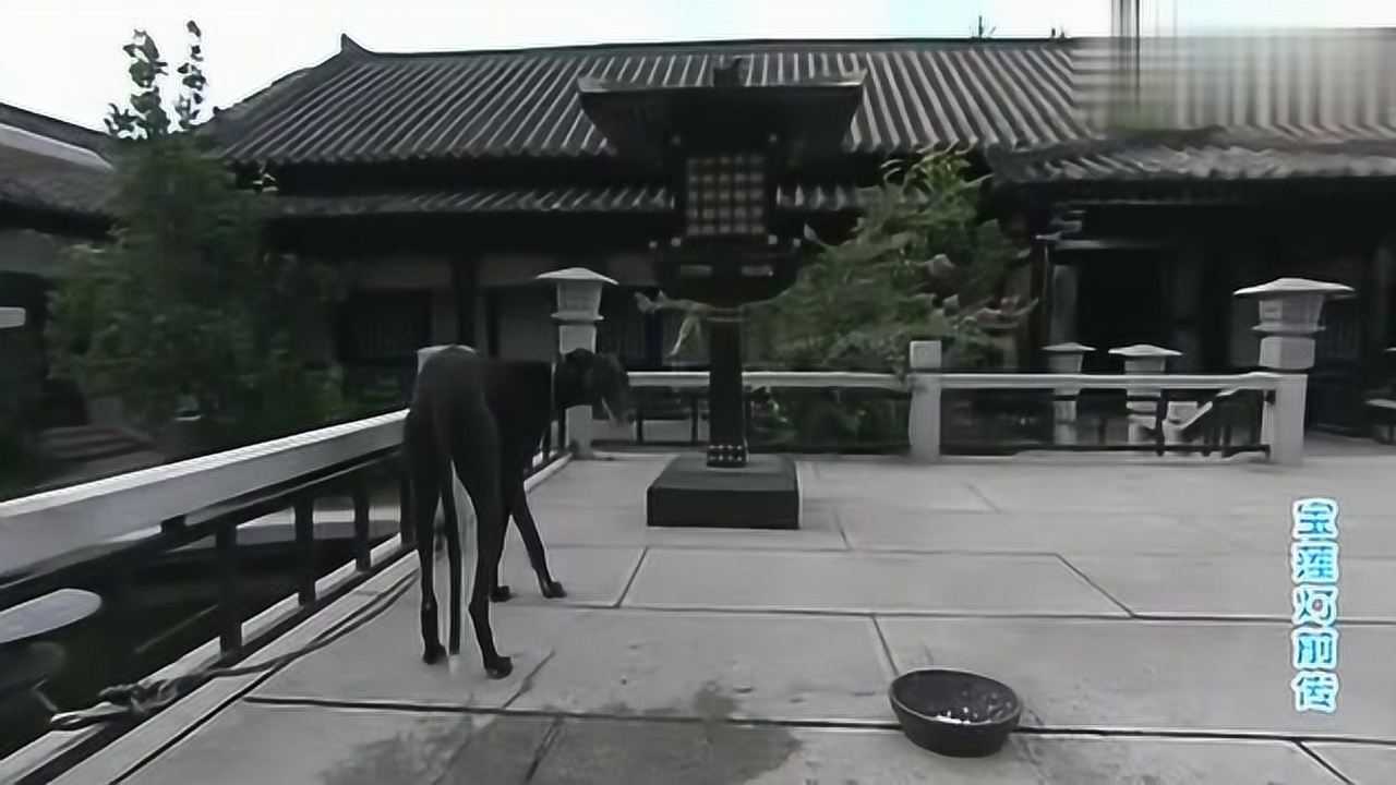 宝莲灯前传哮天犬一句话在场所有人都尴尬了