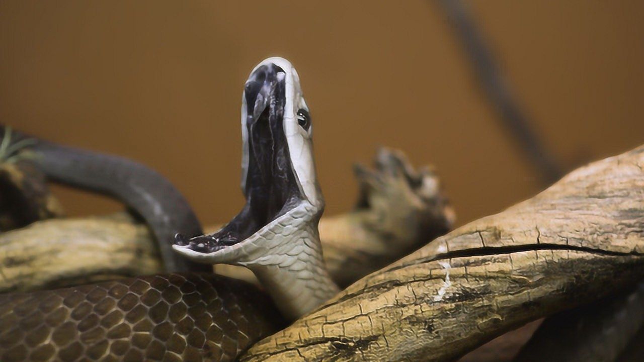 黑曼巴蛇都害怕的天敌!体长不到一米,为何却可制服10米毒蛇