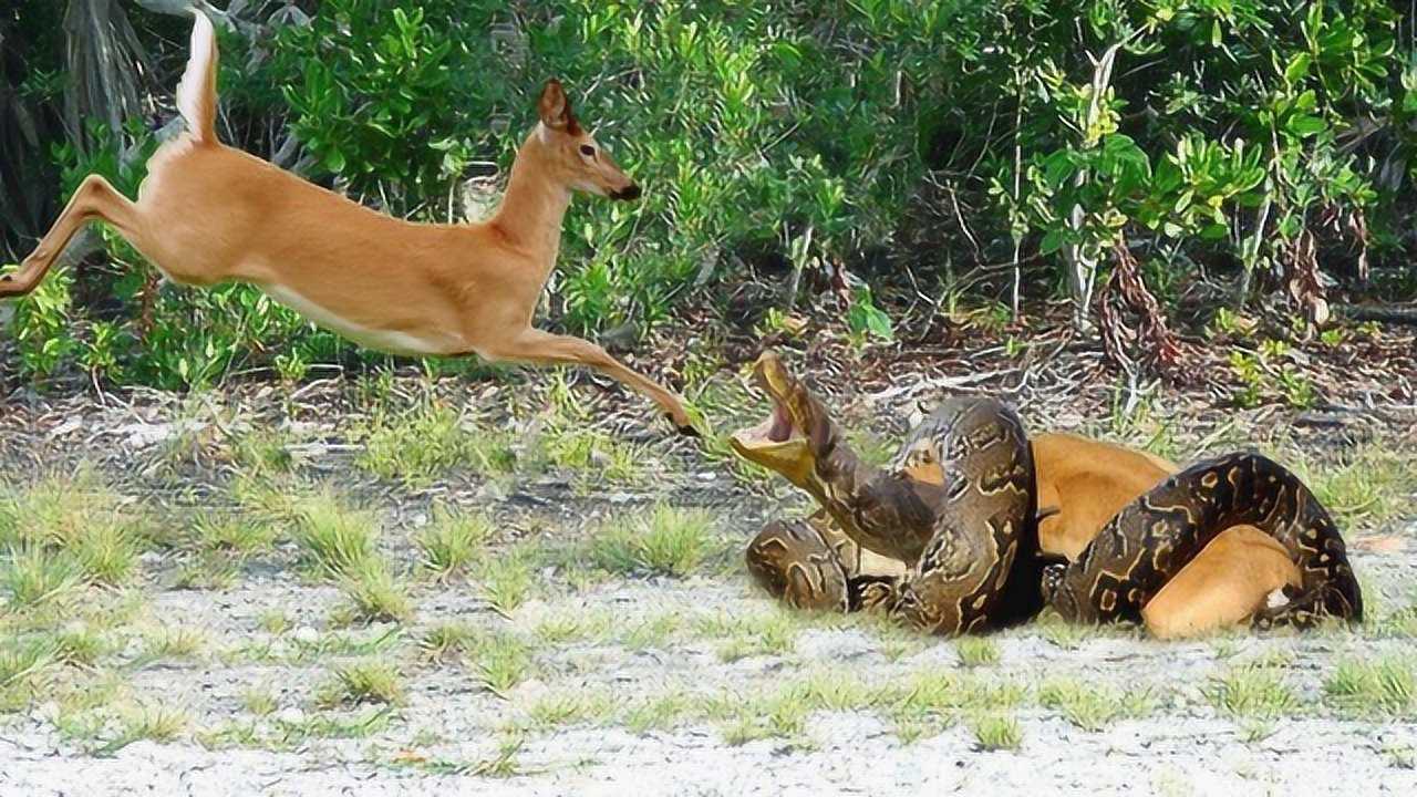 小鹿惨遭蟒蛇活吞,鹿妈眼睁睁看着却无能为力,瞬间崩溃!