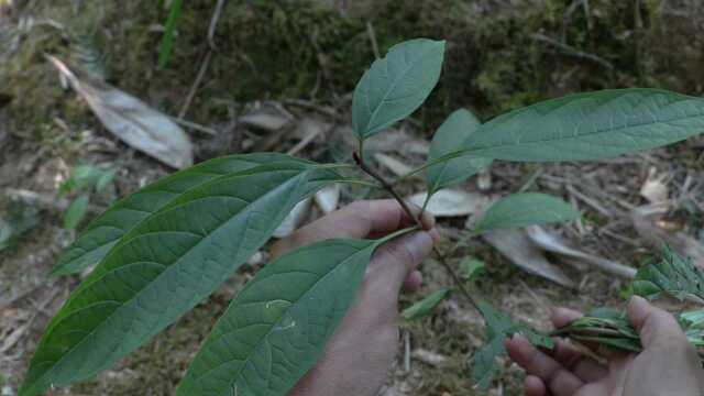 这种农村植物,有个可怕的名字“鬼灯笼”,相信很多人都认识它