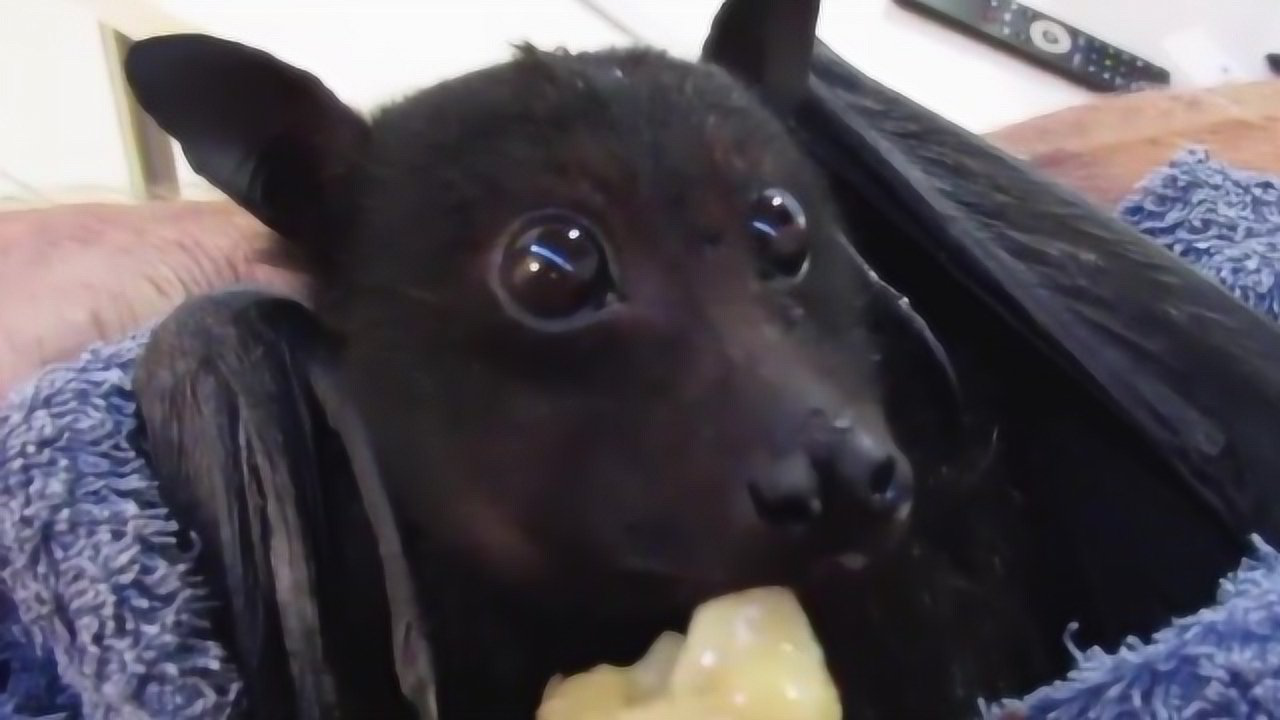一只果蝠吃香蕉怎么感觉是一只萌萌的狗子呢真是太可爱了