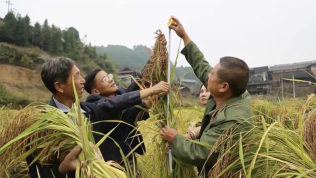 香米出米率达80%,村民:只能在这种