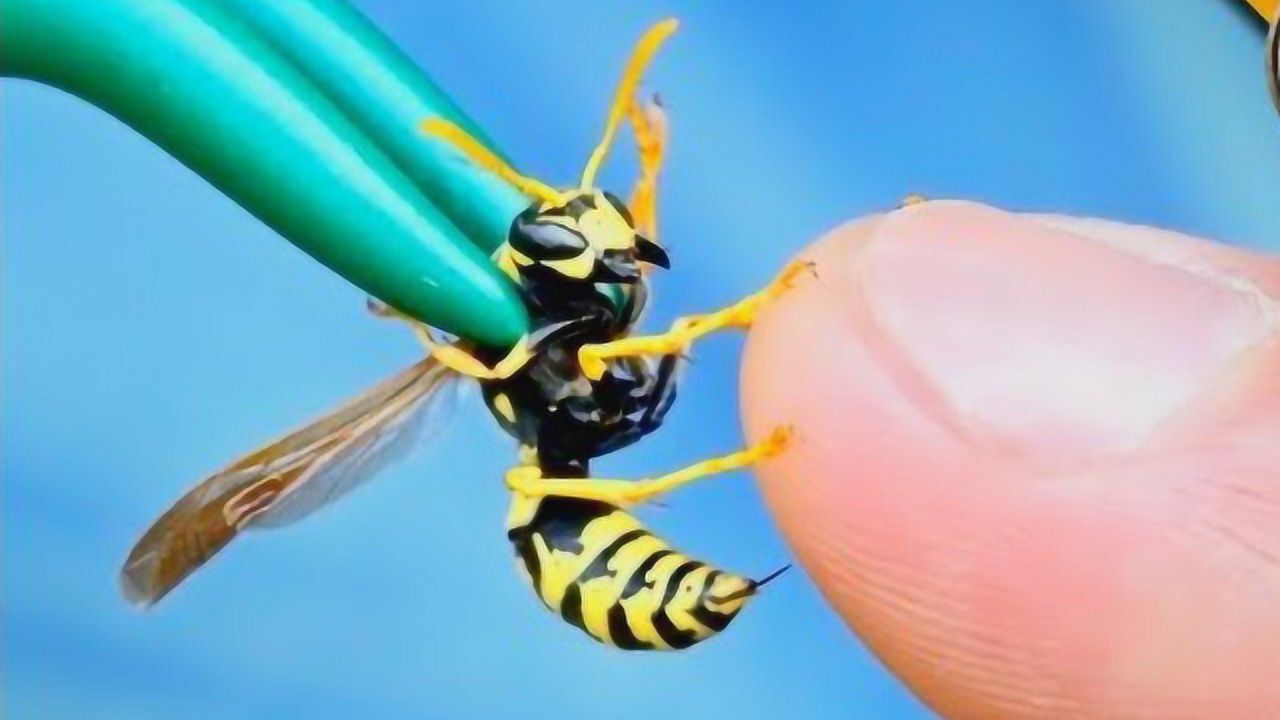 黄蜂的长螫针刺入体内会如何老外作死亲身体验
