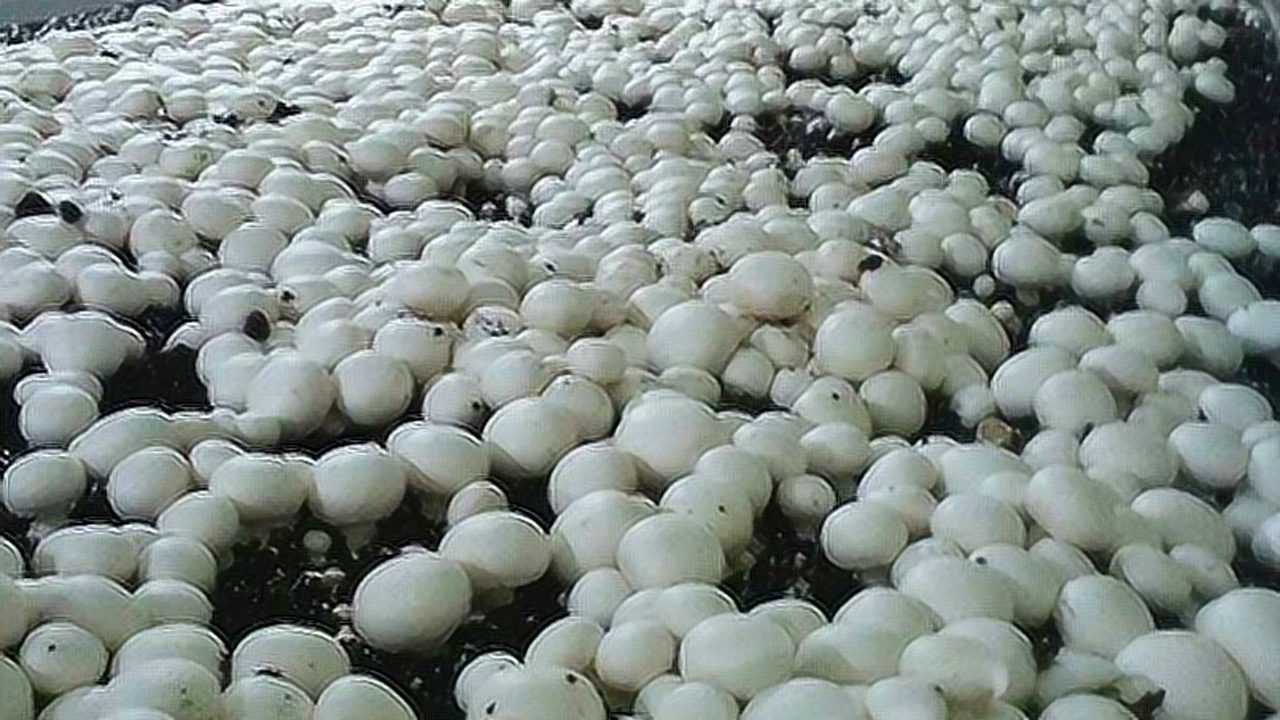 双孢菇标准化栽培技术 双孢菇栽培技术,培养料配方及堆制方法,你知道多少