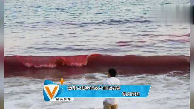 深圳大梅沙再现大面积赤潮 海水变红