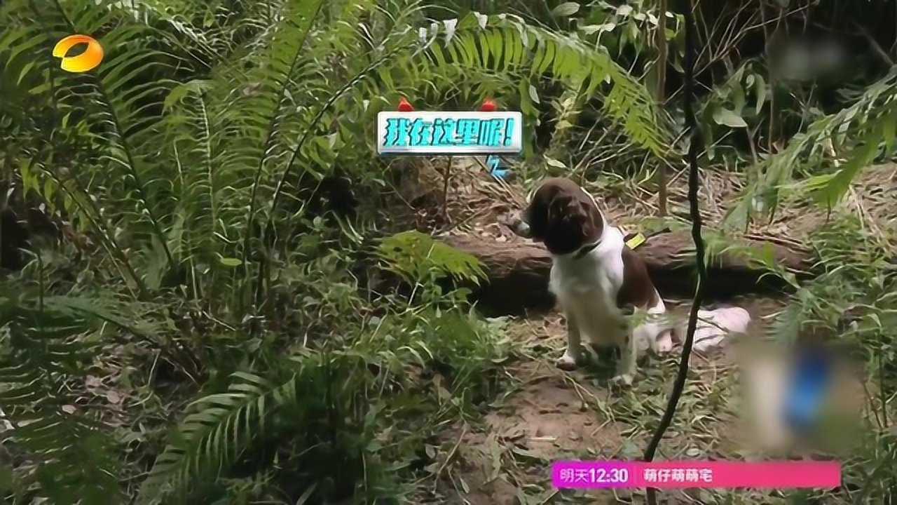 沙溢找到了阿贝上演真人版吃鸡