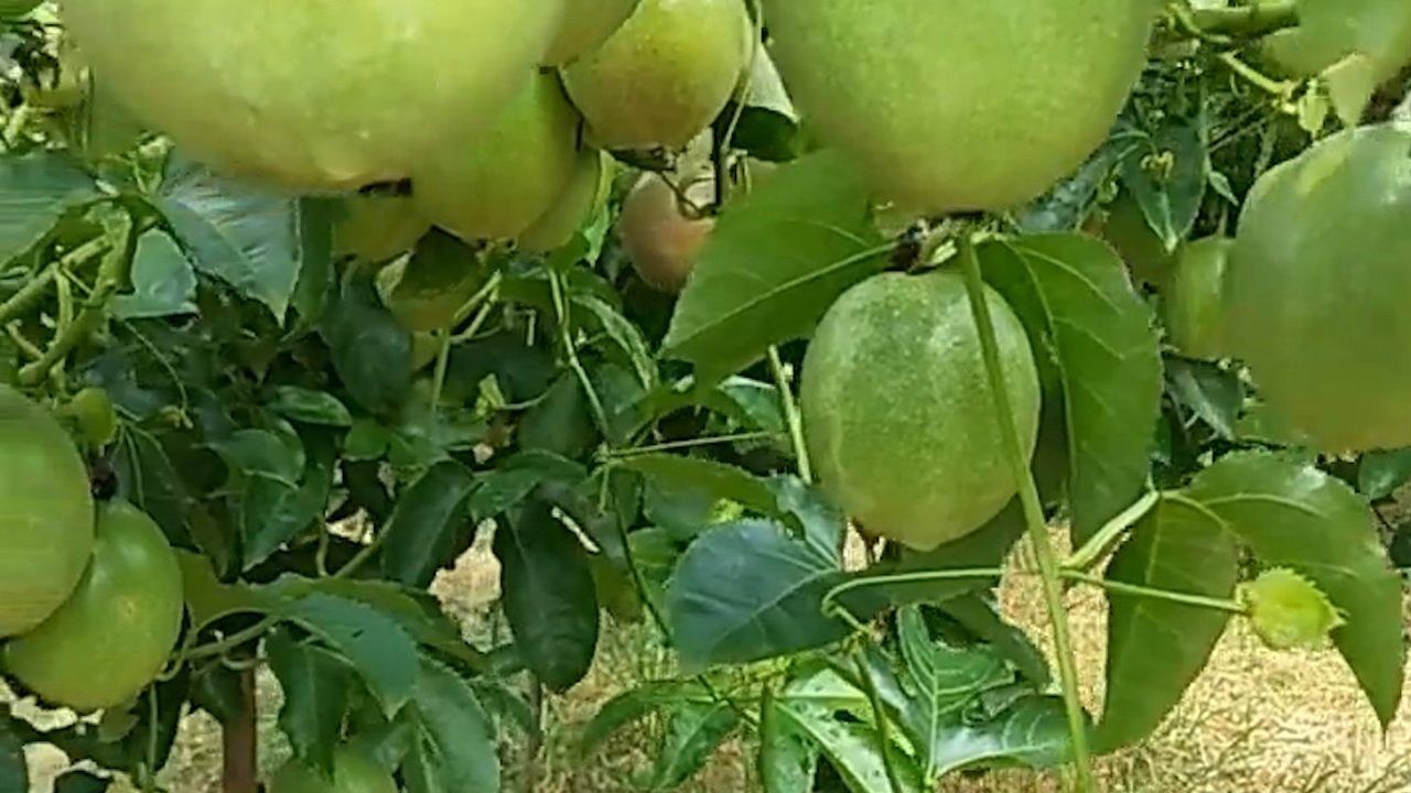 陽臺種植百香果用上1招讓它果子掛滿樹