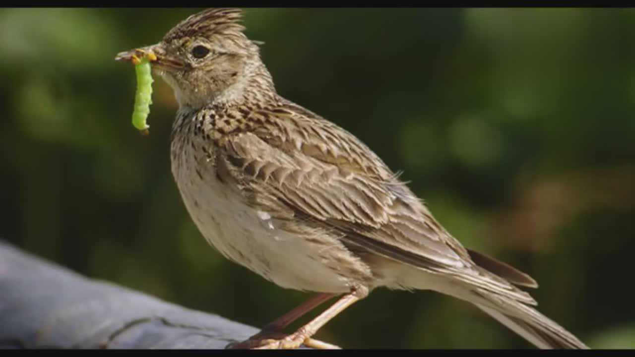 百靈鳥鳴叫音頻,喜歡的收藏!