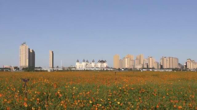 绝美花海惊现沈阳市区,萌娃叹:看完好想回家写作文