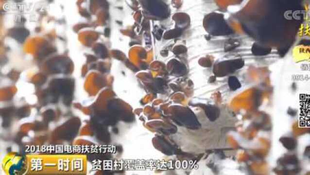 年产能1亿袋!电商扶贫见证柞水木耳的“进阶之路”