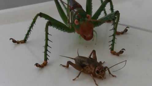 蟋蟀的"耳朵"为什么长在脚上_腾讯视频