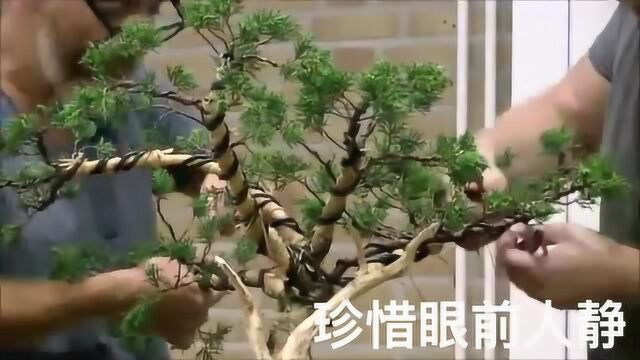 柏树盆景这样处理造型大气精致,高手如何舍利造型?铜丝蟠扎呢?