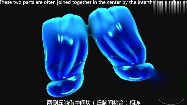 3D动画演示神经解剖学之“间脑”篇,看完后涨姿势了