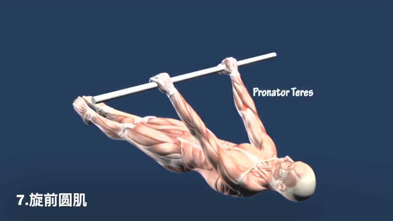 前水平所需的肌肉部位