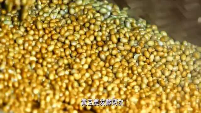 “长毛”的黄豆是制作豆豉的原材料,与辣椒圈结合可谓绝赞