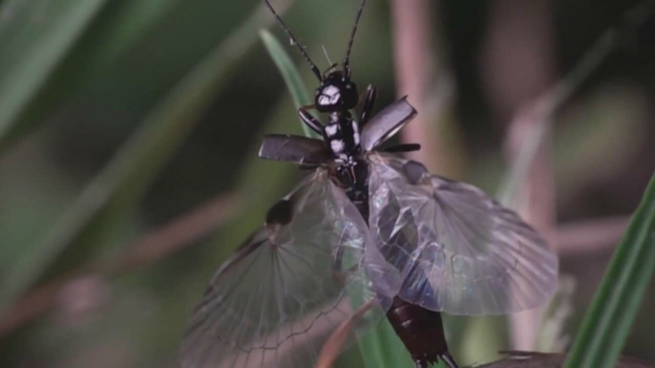 隐翅虫的翅膀是大自然的壮举,人类多年来一直试图复制这种机制