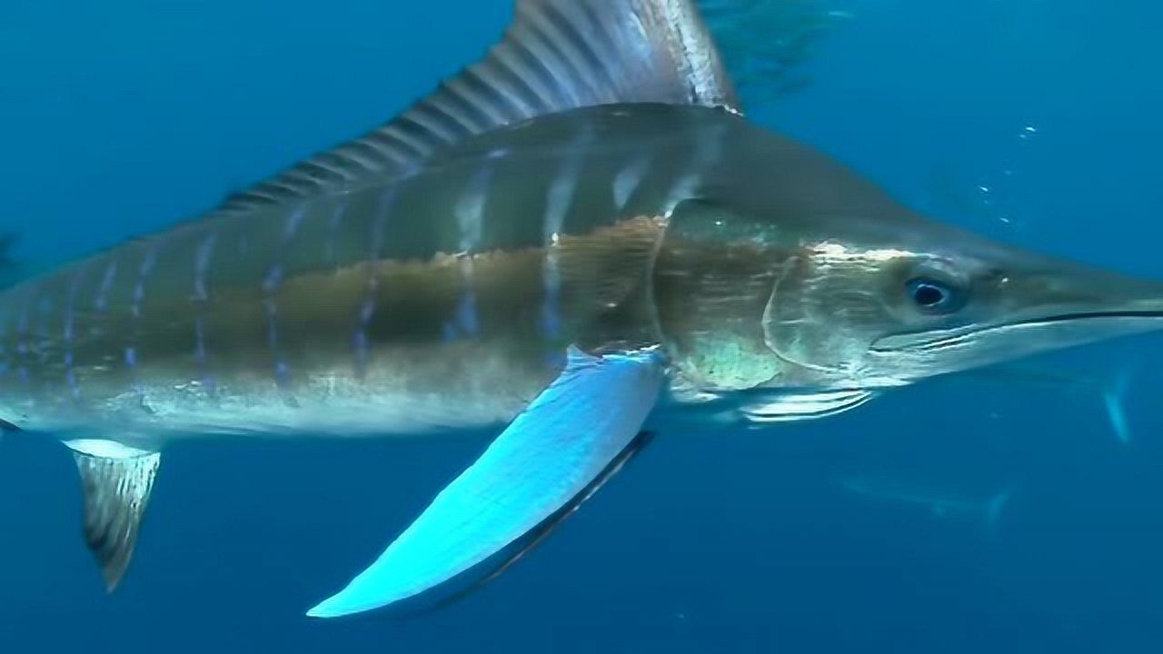 人类餐盘上的青枪鱼在海洋中竟然凶猛异常!