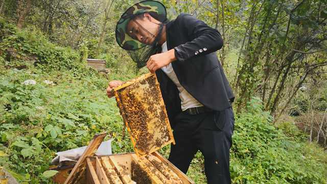 深山蜜农“出山记“,科学养蜂做电商销路不愁