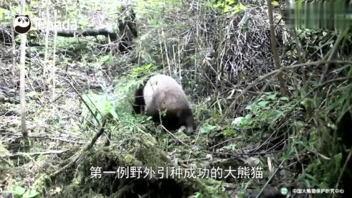 你不知道的大熊猫故事——“草草”野外引种“招亲”