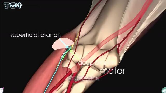 桡神经  3D解剖学教程